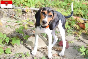 Mehr über den Artikel erfahren Treeing Walker Coonhound Züchter und Welpen in Brandenburg