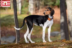 Mehr über den Artikel erfahren Treeing Walker Coonhound Züchter und Welpen in Bremen