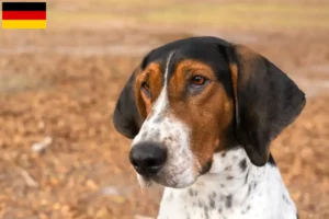 Mehr über den Artikel erfahren Treeing Walker Coonhound Züchter und Welpen in Deutschland