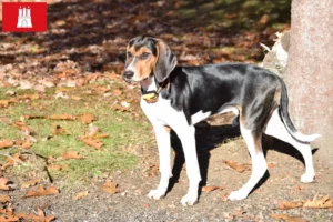 Mehr über den Artikel erfahren Treeing Walker Coonhound Züchter und Welpen in Hamburg