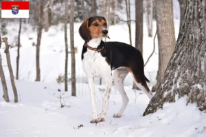 Mehr über den Artikel erfahren Treeing Walker Coonhound Züchter und Welpen in Hessen