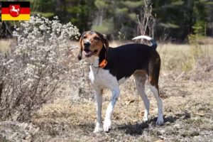 Mehr über den Artikel erfahren Treeing Walker Coonhound Züchter und Welpen in Niedersachsen