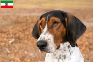 Mehr über den Artikel erfahren Treeing Walker Coonhound Züchter und Welpen in Nordrhein-Westfalen