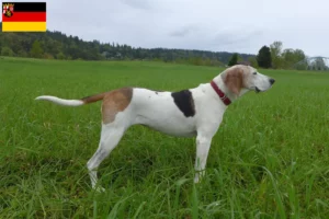 Mehr über den Artikel erfahren Treeing Walker Coonhound Züchter und Welpen in Rheinland-Pfalz