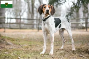 Mehr über den Artikel erfahren Treeing Walker Coonhound Züchter und Welpen in Sachsen