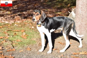 Mehr über den Artikel erfahren Treeing Walker Coonhound Züchter und Welpen in Thüringen