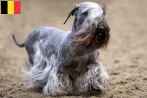 Mehr über den Artikel erfahren Tschechischer Terrier Züchter und Welpen in Belgien