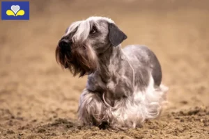 Mehr über den Artikel erfahren Tschechischer Terrier Züchter und Welpen in Region Brüssel-Hauptstadt