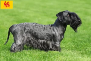 Mehr über den Artikel erfahren Tschechischer Terrier Züchter und Welpen in Wallonische Region