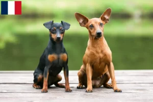 Mehr über den Artikel erfahren Zwergpinscher Züchter und Welpen in Martinique