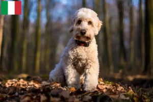 Mehr über den Artikel erfahren Cockapoo Züchter und Welpen in Italien