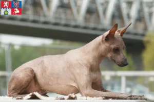 Mehr über den Artikel erfahren Peruanischer Nackthund Züchter und Welpen in Pardubice