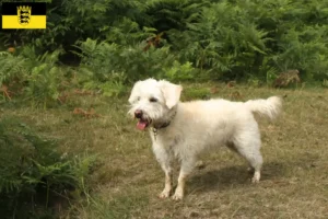 Mehr über den Artikel erfahren Westiepoo Züchter und Welpen in Baden-Württemberg