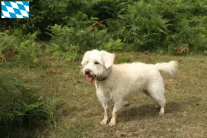 Mehr über den Artikel erfahren Westiepoo Züchter und Welpen in Bayern