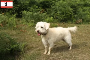 Mehr über den Artikel erfahren Westiepoo Züchter und Welpen in Berlin