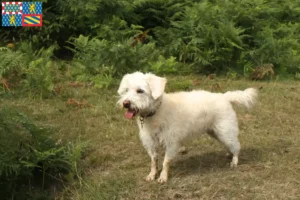 Mehr über den Artikel erfahren Westiepoo Züchter und Welpen in Bourgogne-Franche-Comté