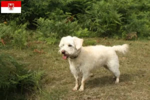 Mehr über den Artikel erfahren Westiepoo Züchter und Welpen in Brandenburg