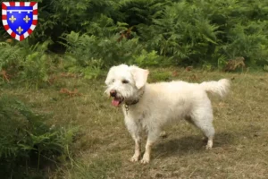 Mehr über den Artikel erfahren Westiepoo Züchter und Welpen in Centre-Val de Loire