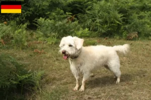 Mehr über den Artikel erfahren Westiepoo Züchter und Welpen in Deutschland