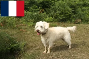 Mehr über den Artikel erfahren Westiepoo Züchter und Welpen in Frankreich