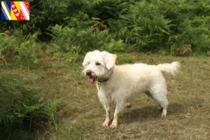 Mehr über den Artikel erfahren Westiepoo Züchter und Welpen in Grand Est