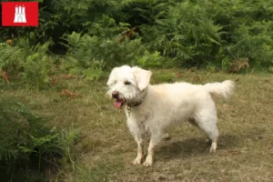 Mehr über den Artikel erfahren Westiepoo Züchter und Welpen in Hamburg