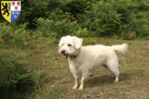 Mehr über den Artikel erfahren Westiepoo Züchter und Welpen in Hauts-de-France