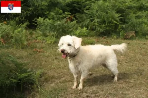 Mehr über den Artikel erfahren Westiepoo Züchter und Welpen in Hessen