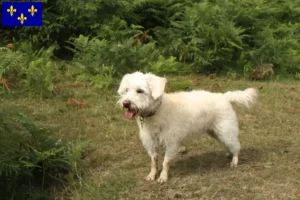 Mehr über den Artikel erfahren Westiepoo Züchter und Welpen in Île-de-France