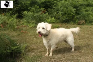 Mehr über den Artikel erfahren Westiepoo Züchter und Welpen auf Korsika