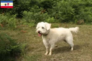 Mehr über den Artikel erfahren Westiepoo Züchter und Welpen in Mecklenburg-Vorpommern