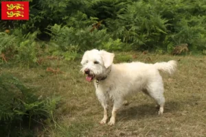 Mehr über den Artikel erfahren Westiepoo Züchter und Welpen in der Normandie