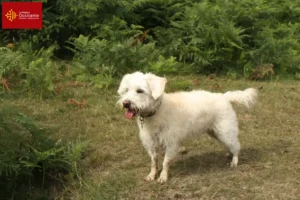 Mehr über den Artikel erfahren Westiepoo Züchter und Welpen in Okzitanien