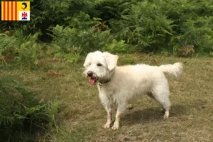 Mehr über den Artikel erfahren Westiepoo Züchter und Welpen in der Provence-Alpes-Côte d’Azur