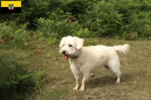 Mehr über den Artikel erfahren Westiepoo Züchter und Welpen in Sachsen-Anhalt