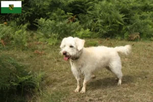 Mehr über den Artikel erfahren Westiepoo Züchter und Welpen in Sachsen