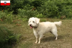 Mehr über den Artikel erfahren Westiepoo Züchter und Welpen in Thüringen