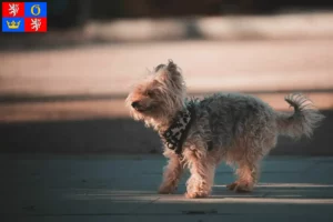 Mehr über den Artikel erfahren Yorkipoo Züchter und Welpen in Hradec Králové