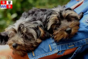 Mehr über den Artikel erfahren Yorkipoo Züchter und Welpen in Mittelböhmen