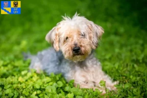 Mehr über den Artikel erfahren Yorkipoo Züchter und Welpen in Olmütz