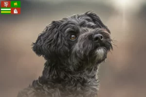 Mehr über den Artikel erfahren Yorkipoo Züchter und Welpen in Pilsen