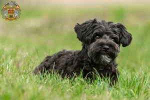 Mehr über den Artikel erfahren Yorkipoo Züchter und Welpen in Prag