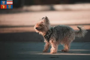 Mehr über den Artikel erfahren Yorkipoo Züchter und Welpen in Südmähren