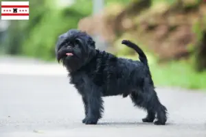 Mehr über den Artikel erfahren Affenpinscher Züchter und Welpen in Drenthe