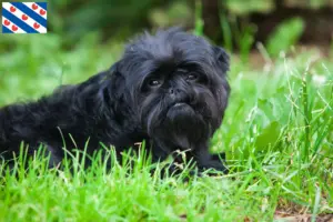 Mehr über den Artikel erfahren Affenpinscher Züchter und Welpen in Friesland