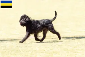 Mehr über den Artikel erfahren Affenpinscher Züchter und Welpen in Gelderland