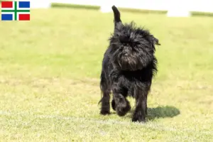 Mehr über den Artikel erfahren Affenpinscher Züchter und Welpen in Groningen