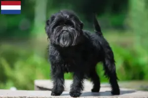 Mehr über den Artikel erfahren Affenpinscher Züchter und Welpen in den Niederlanden