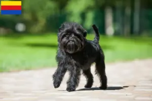 Mehr über den Artikel erfahren Affenpinscher Züchter und Welpen in Nordholland