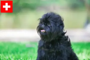 Mehr über den Artikel erfahren Affenpinscher Züchter und Welpen in der Schweiz